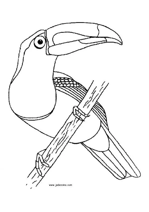 Dibujos AVES para colorear, El tucán para imprimir Dibujos AVES para colorear, El tucán para imprimir