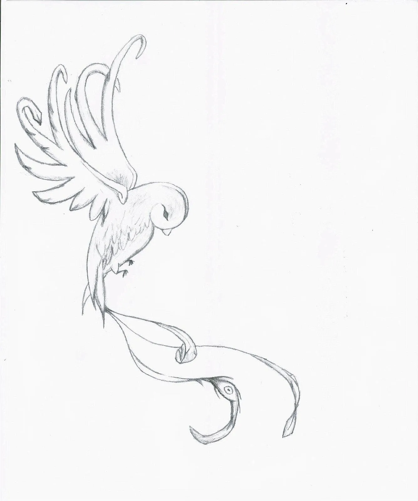 Dibujos de aves en lapiz - Imagui