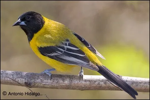 Snap Aves de Nuevo Leyn Mexico an album on Flickr photos on Pinterest Snap Aves de Nuevo Leyn Mexico an album on Flickr photos on Pinterest