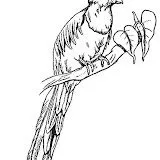 DIBUJOS DE AVES QUETZAL PARA COLOREAR