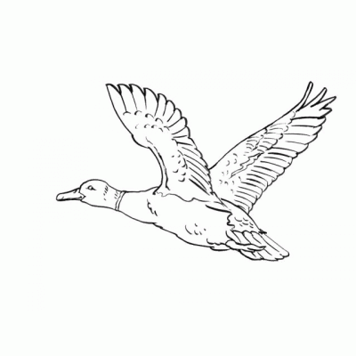 Dibujo de Pato volando. Dibujo para colorear de Pato volando ... Dibujo de Pato volando. Dibujo para colorear de Pato volando ...