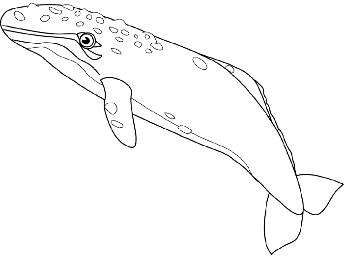Dibujos de ballenas. Dibujos de ballenas para colorear Dibujos de ballenas. Dibujos de ballenas para colorear