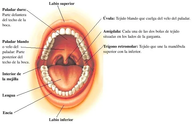 DIBUJOS DE LA BOCA Y SUS PARTES
