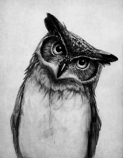 Dibujo a lapiz de buhos - Imagui
