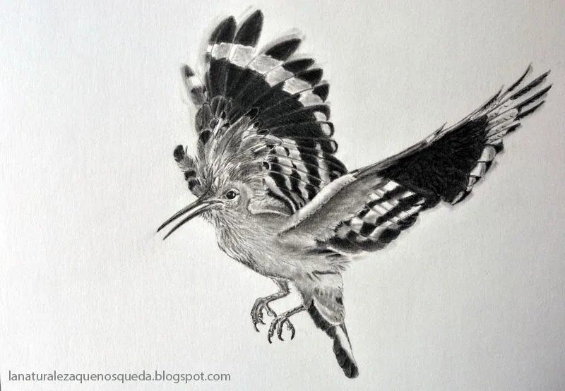 Dibujos de buhos volando a lapiz - Imagui