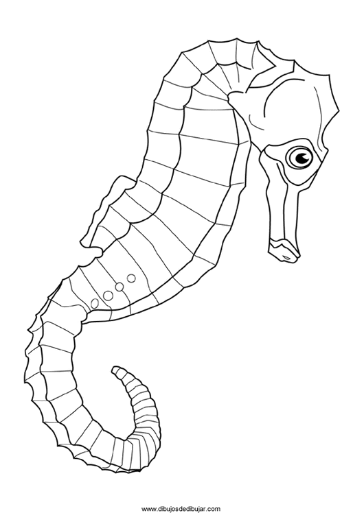 Dibujos de caballitos de mar, para colorear e imprimirDibujos de ...