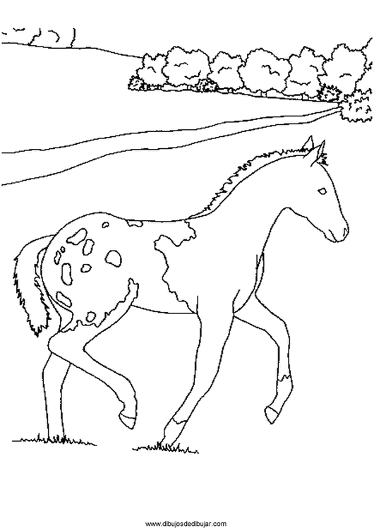 Dibujos para colorear de caballos (1 de 5)Dibujos de dibujar Dibujos para colorear de caballos (1 de 5)Dibujos de dibujar