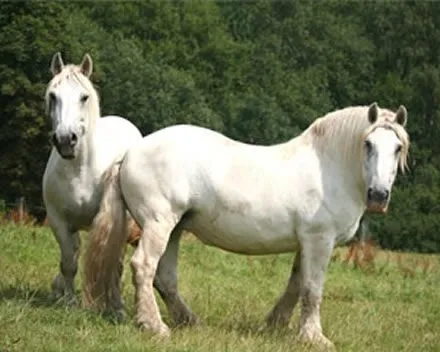 Dibujos de caballos percherones - Imagui