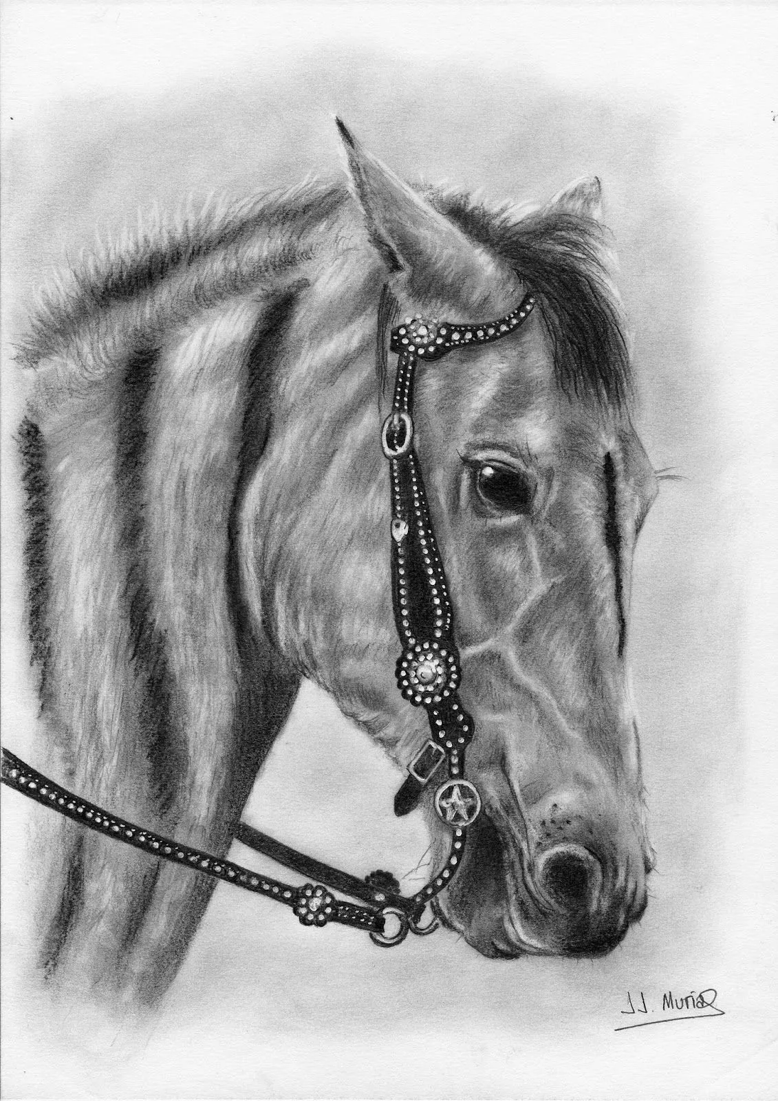 Dibujos de cabezas de caballos a lapiz - Imagui Dibujos de cabezas de caballos a lapiz - Imagui