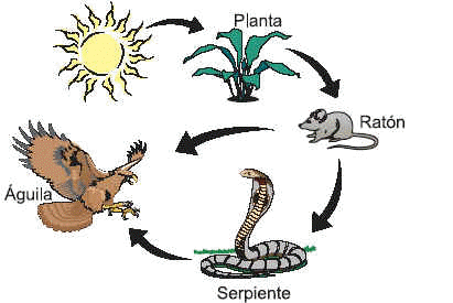 Dibujos de una cadena alimenticia de animales - Imagui