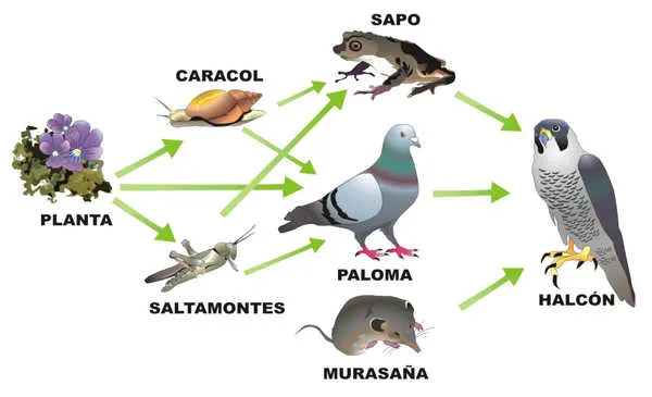 Dibujos de cadenas alimenticias - Imagui