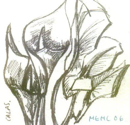Dibujos de calas para colorear - Imagui