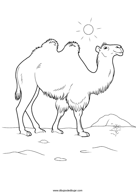 Dibujos de camellos y dromedarios para colorear e imprimirDibujos ... Dibujos de camellos y dromedarios para colorear e imprimirDibujos ...