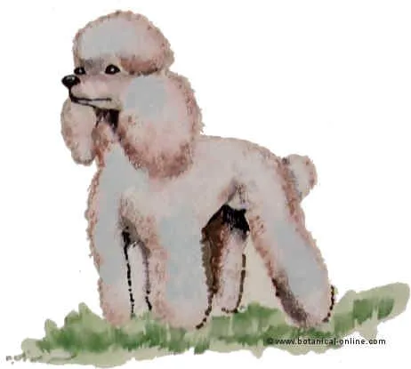 Dibujos de Caniches Toy - Imagui