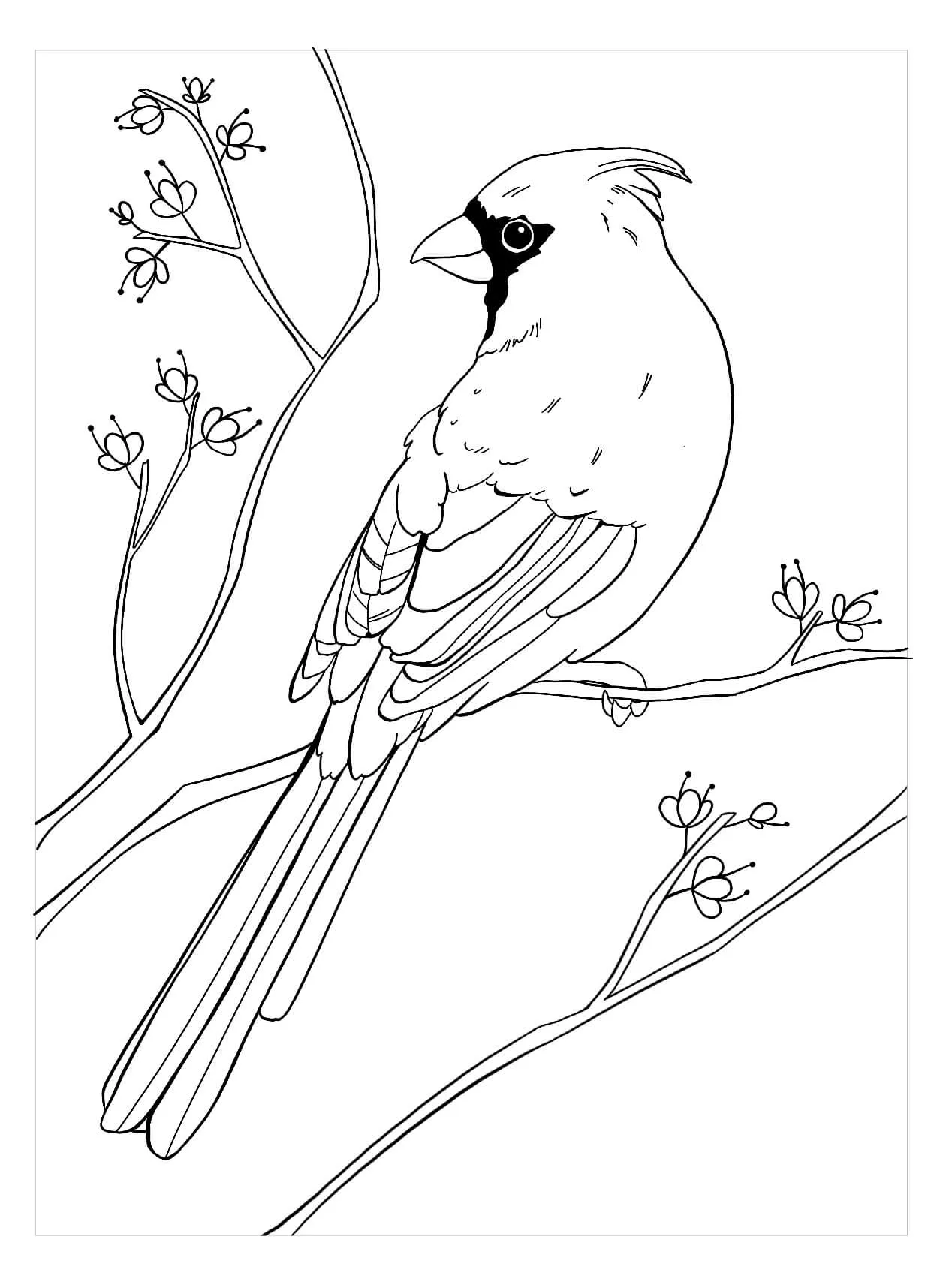 Dibujos de Cardenal para colorear e imprimir– ColoringOnly.Com Dibujos de Cardenal para colorear e imprimir– ColoringOnly.Com