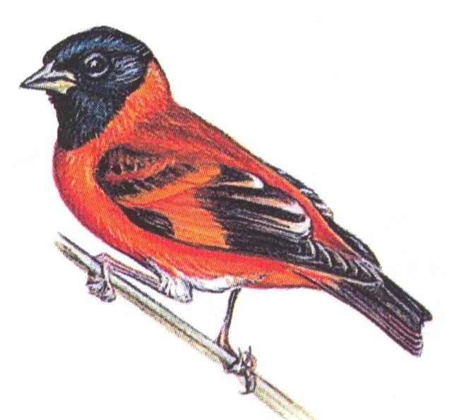 Dibujos de un cardenalito de venezuela para pintar - Imagui Dibujos de un cardenalito de venezuela para pintar - Imagui