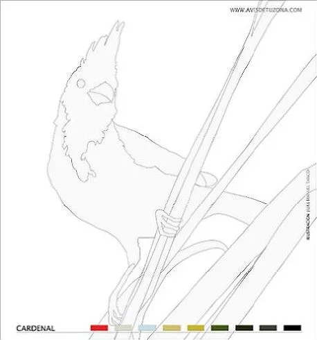 Dibujos de un cardenalito de venezuela para pintar - Imagui Dibujos de un cardenalito de venezuela para pintar - Imagui