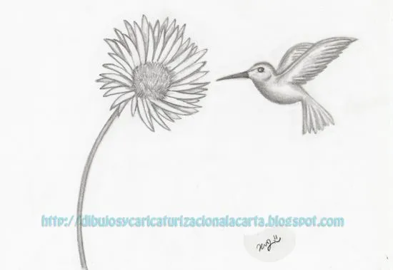dibujos y caricaturizacion a la carta: Dibujo Flor Margarita a Lapiz dibujos y caricaturizacion a la carta: Dibujo Flor Margarita a Lapiz