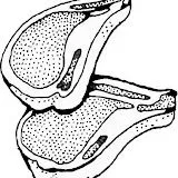 carne_carnes_2.JPG