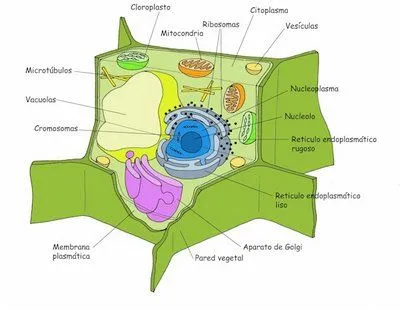 DIBUJOS DE LA CELULA VEGETAL Y SUS PARTES