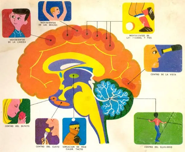 Dibujos del cerebro humano para niños - Imagui