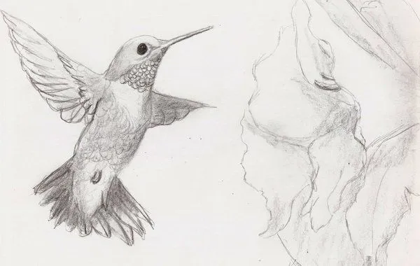 Colibri dibujo a lapiz - Imagui