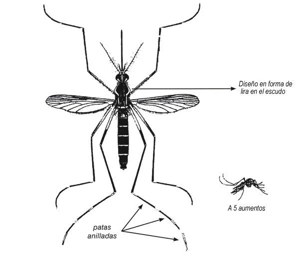Aedes aegypti dibujo - Imagui