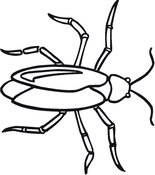 Dibujos para colorear de Insectos, Plantillas para colorear de ... Dibujos para colorear de Insectos, Plantillas para colorear de ...