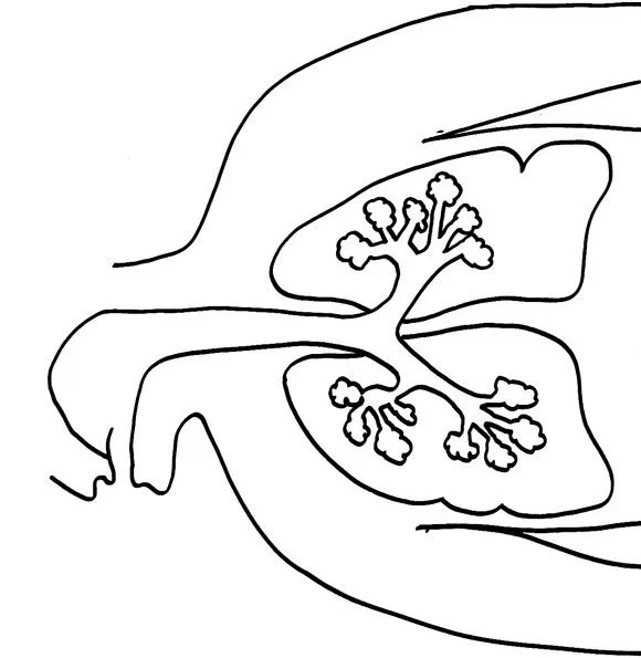 Dibujos para colorear de Anatomia, Plantillas para colorear de ... Dibujos para colorear de Anatomia, Plantillas para colorear de ...