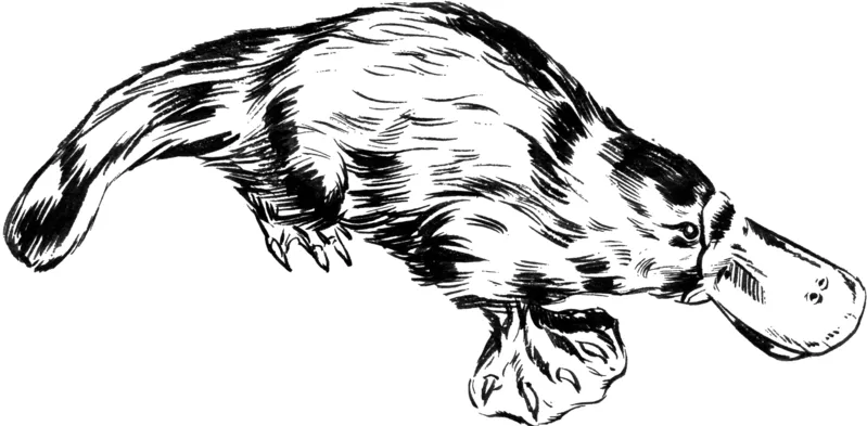 Ornitorrinco, animales extraños para colorear Ornitorrinco, animales extraños para colorear