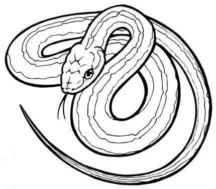 Dibujos para colorear animales vertebrados e invertebrados - Imagui Dibujos para colorear animales vertebrados e invertebrados - Imagui