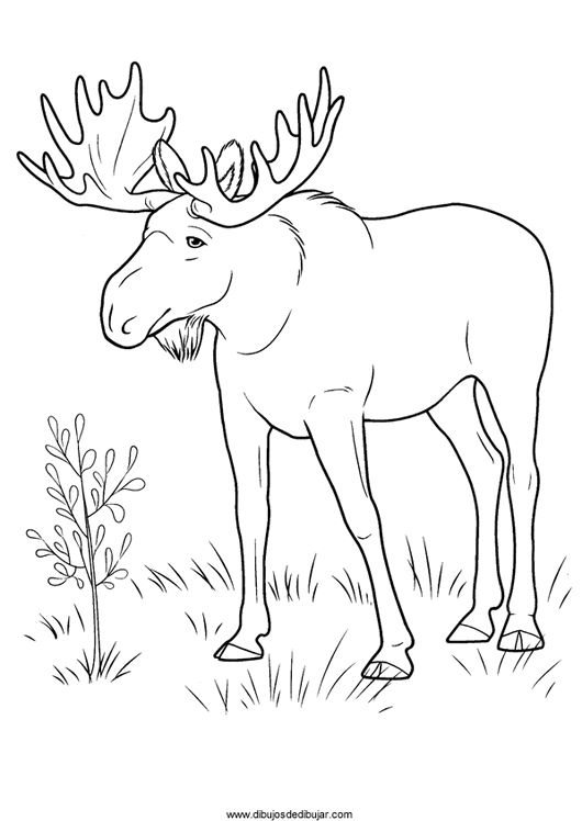Dibujos para colorear de antílopes y arcesDibujos de dibujar Dibujos para colorear de antílopes y arcesDibujos de dibujar