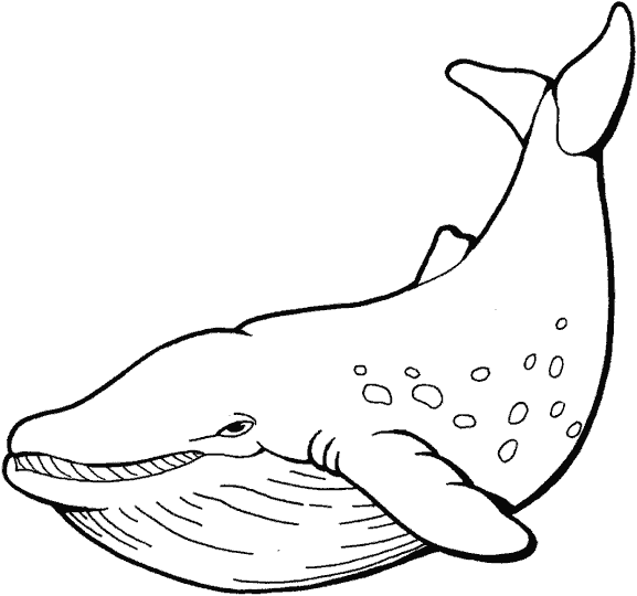 Dibujos para colorear de Ballenas, Plantillas para colorear de ... Dibujos para colorear de Ballenas, Plantillas para colorear de ...
