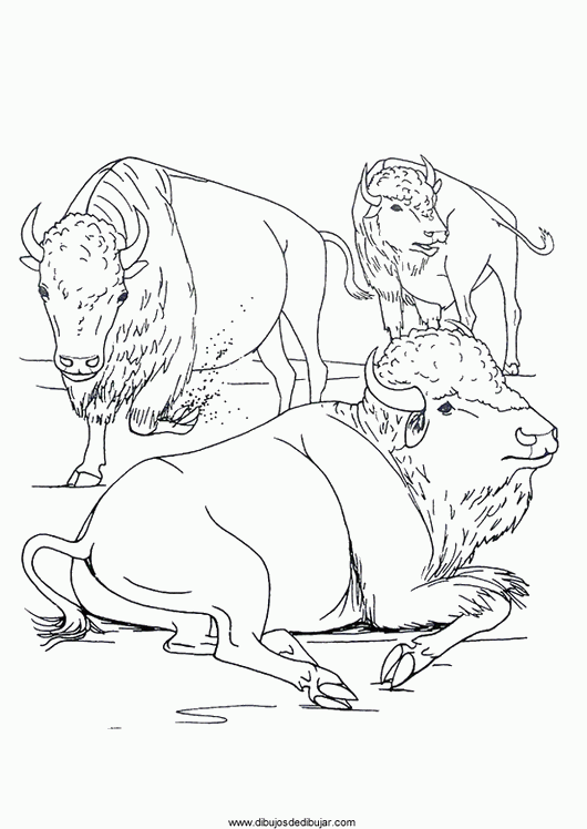 dibujos para colorear de búfalos Archives | Dibujos de ...