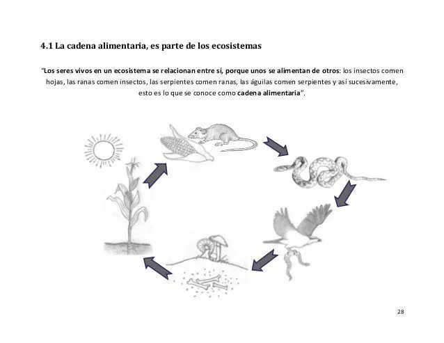 Cadena de redes troficas para dibujar - Imagui