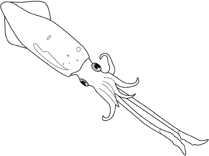 Dibujos para colorear de Calamares, Plantillas para colorear de ... Dibujos para colorear de Calamares, Plantillas para colorear de ...