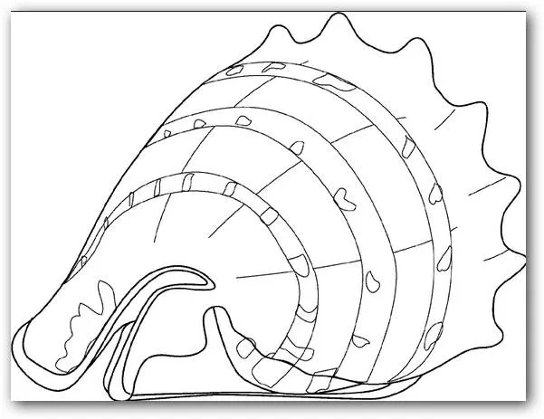 Dibujos para colorear caracoles de mar | Dibujos para Colorear Dibujos para colorear caracoles de mar | Dibujos para Colorear