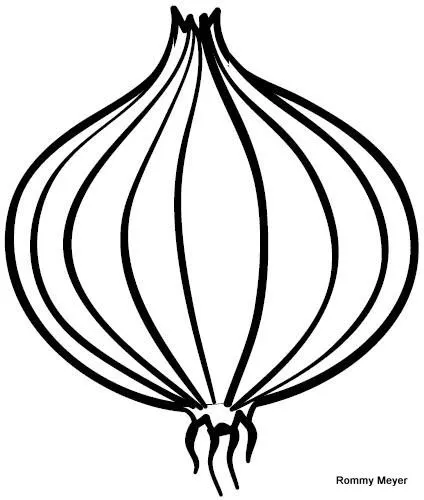 Dibujo de una CEBOLLA para colorear - Imagui Dibujo de una CEBOLLA para colorear - Imagui