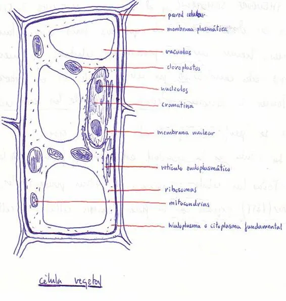 Celula vegetal para pintar - Imagui