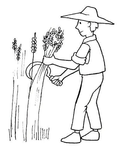 Dibujos para colorear ciclo del pan | Jugar y colorear