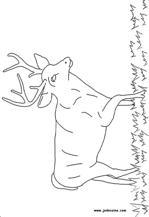 Dibujos para colorear un ciervo - es.hellokids.com Dibujos para colorear un ciervo - es.hellokids.com