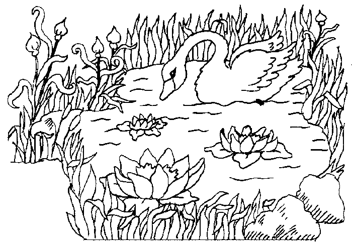 Dibujos para colorear de Cisnes, Plantillas para colorear de Cisnes Dibujos para colorear de Cisnes, Plantillas para colorear de Cisnes