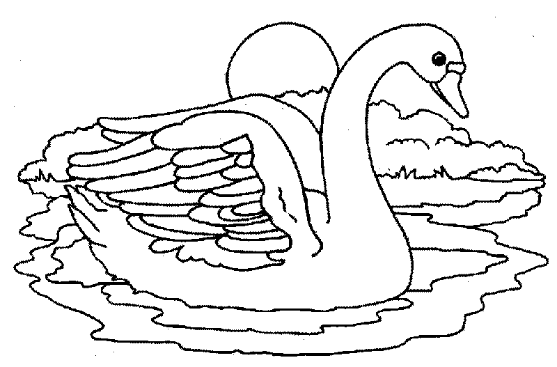 Dibujos para colorear de Cisnes, Plantillas para colorear de Cisnes