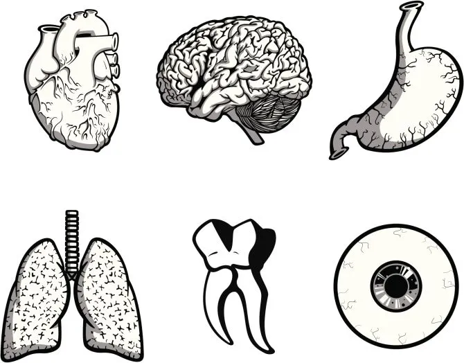 Dibujos para colorear del cuerpo humano | Estilo de Vida Madres | Univision