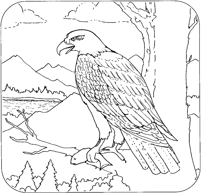 Dibujos para Colorear: Dibujos de aguilas