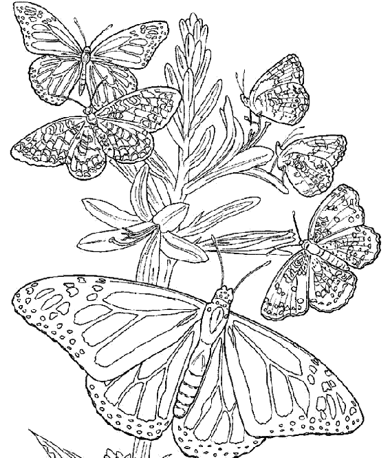 Dibujos para colorear: Dibujos para colorear - Mariposas Dibujos para colorear: Dibujos para colorear - Mariposas