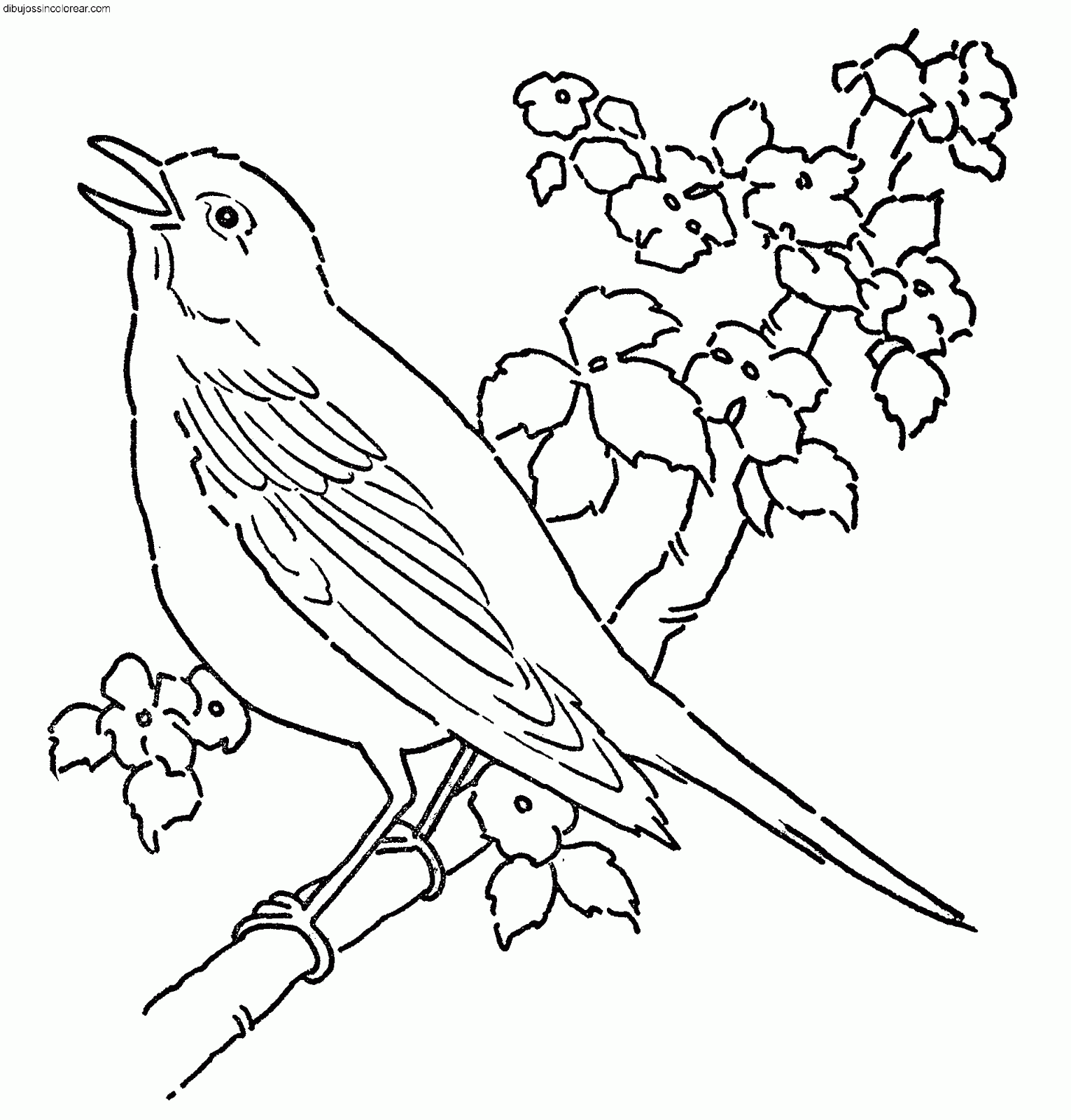 Dibujos Sin Colorear: Dibujos de Pájaros para Colorear Dibujos Sin Colorear: Dibujos de Pájaros para Colorear