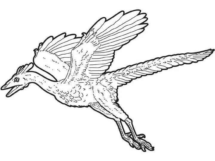 Dibujos para colorear DINOSAURIOS, Arqueopterix volador para imprimir Dibujos para colorear DINOSAURIOS, Arqueopterix volador para imprimir