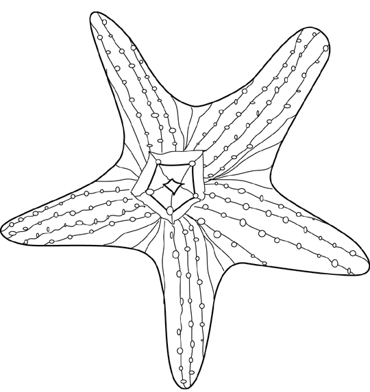 Dibujos para colorear de Estrellas de Mar, Asteroideos, Asteroidea ...