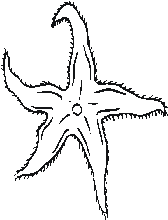 Dibujos para colorear de Estrellas de Mar, Asteroideos, Asteroidea ... Dibujos para colorear de Estrellas de Mar, Asteroideos, Asteroidea ...